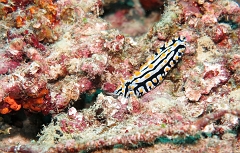 Velidhu - 2013_03_14 - IMG_0748r_Nudibranche_Aquarium_Plongee